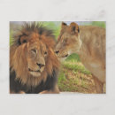 Zoek naar leeuw koning posters Grappig