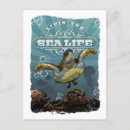 Recherche de turtle posters Corail