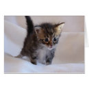 Recherche de mainecoon Chaton