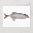 Recherche de niger cartes postales Rivière