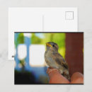 Zoek naar mus briefkaarten Natuur