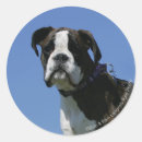 Recherche de headshot autocollants Photographe canin