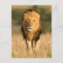 Zoek naar mannelijke leeuw briefkaarten Safari