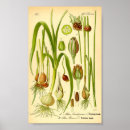 Recherche de allium posters Botanique