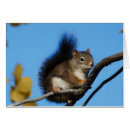 Recherche de glands de chêne cartes postales Feuilles