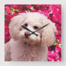 Recherche de caniche français horloges Pour tous