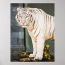 Recherche de chat du bengale posters Gros chats