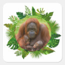 Zoek naar orang oetan stickers Natuur