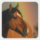 Recherche de chevaux sauvages autocollants Cheval sauvage