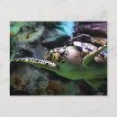 Recherche de de tortue cartes postales Bleu