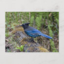 Recherche de britanniques cartes postales Faune
