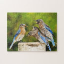 Recherche de oiseau bleu oriental Ornithologie