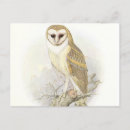 Recherche de animaux vintages cartes postales Chouette