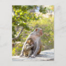Recherche de macaques cartes postales Faune