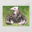 Recherche de griffons cartes postales Animaux