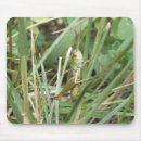 Recherche de sauterelle tapis souris Herbe