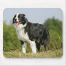 Recherche de chien border collie tapis souris Photographe canin