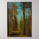 Recherche de séquoia géant posters Arbres