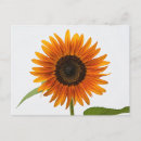 Recherche de sunflower cartes postales Tournesol