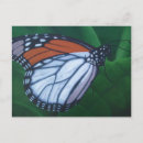 Recherche de peinture papillon cartes postales Orange
