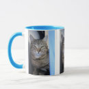 Recherche de chat tigré gris tasses Félin