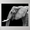 Recherche de éléphant noir blanc posters Animal