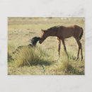 Recherche de tarifa cartes postales Nature