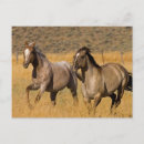 Recherche de troupeau de cheval cartes postales Quarter horse
