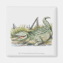 Recherche de alligator magnets Dehors