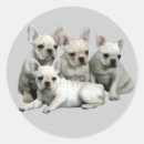 Recherche de frenchie autocollants Chien taureau