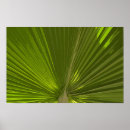 Recherche de feuille tropical posters Tropiques