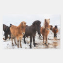 Recherche de cheval islandais autocollants Animal