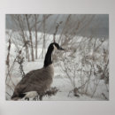 Zoek naar winter dieren posters Gans