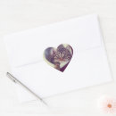 Recherche de kitty photographie Amoureux des animaux