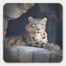 Recherche de gros chat autocollants Léopard des neiges