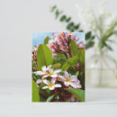 Recherche de plantes tropicales cartes postales Pour eux