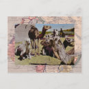 Recherche de camel cartes postales Vintage