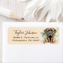 Recherche de mastiff anglais Animal de compagnie