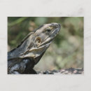 Zoek naar hagedis briefkaarten Natuur