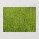 Recherche de herbe verte cartes postales Nature