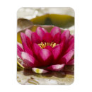 Recherche de nénuphars magnets Fleur
