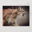 Recherche de cougar cartes postales Puma
