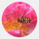 Zoek naar spuiten stickers Insecten