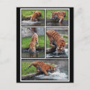 Recherche de panthère cartes postales Mammifère