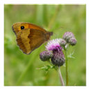 Recherche de prés posters Nature