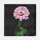 Recherche de zinnia magnets Jardin