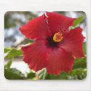 Recherche de fleurs hawaïennes tapis souris Nature
