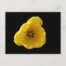 Recherche de tulipe jaune cartes postales Photographie