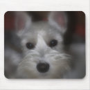 Zoek naar miniatuur schnauzer muismatten Dieren