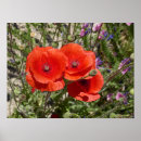 Recherche de coquelicot cadeaux Flore